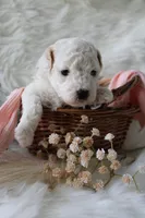 Fern , a female Bichpoo for sale in Taylor Ridge, IL – 2 of 2