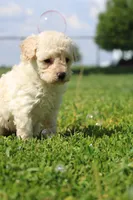 Rusty , a male Yorkipoo for sale in Taylor Ridge, IL – 5 of 5