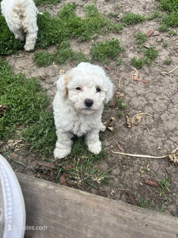 Maple – Bichpoo puppy for sale in Taylor Ridge, IL