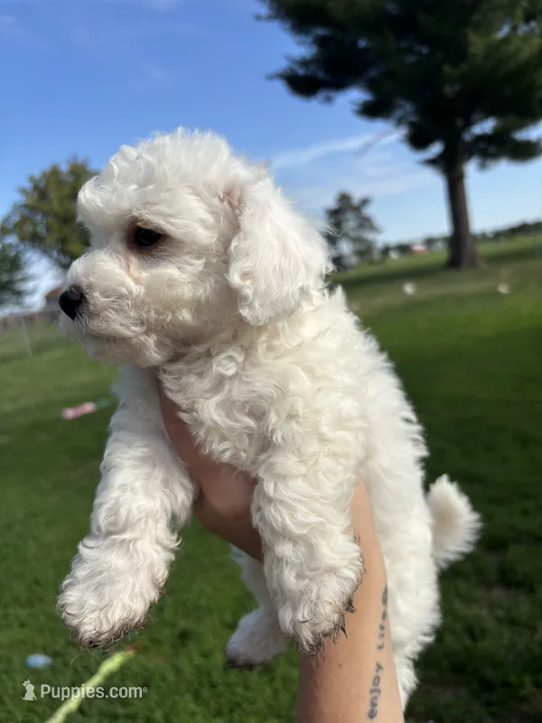 Sable – Bichpoo puppy for sale in Taylor Ridge, IL