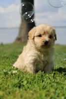 Bruno, a male Yorkipoo for sale in Taylor Ridge, IL – 4 of 6