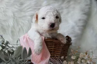 Maple, a female Bichpoo for sale in Taylor Ridge, IL – 2 of 3