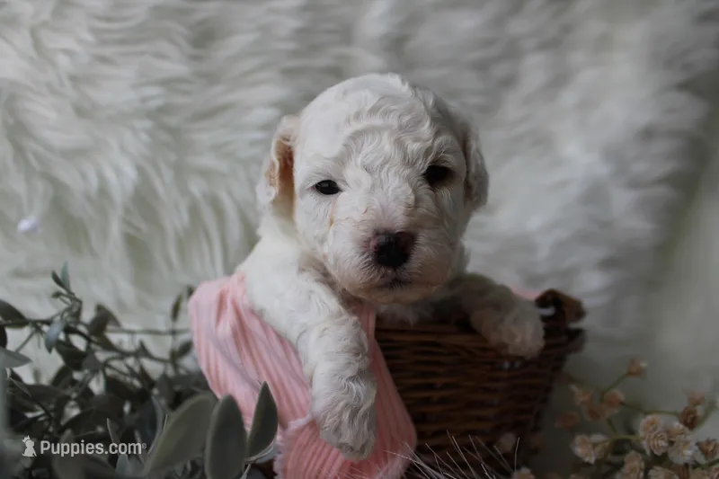 Maple – Bichpoo puppy for sale in Taylor Ridge, IL