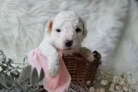 Maple, a female Bichpoo for sale in Taylor Ridge, IL – 3 of 3