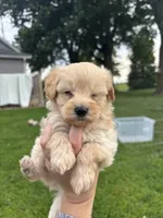 Bruno, a male Yorkipoo for sale in Taylor Ridge, IL – 2 of 6
