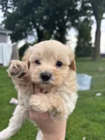 Bruno, a male Yorkipoo for sale in Taylor Ridge, IL – 3 of 6