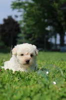 Onyx, a male Yorkipoo for sale in Taylor Ridge, IL – 4 of 6