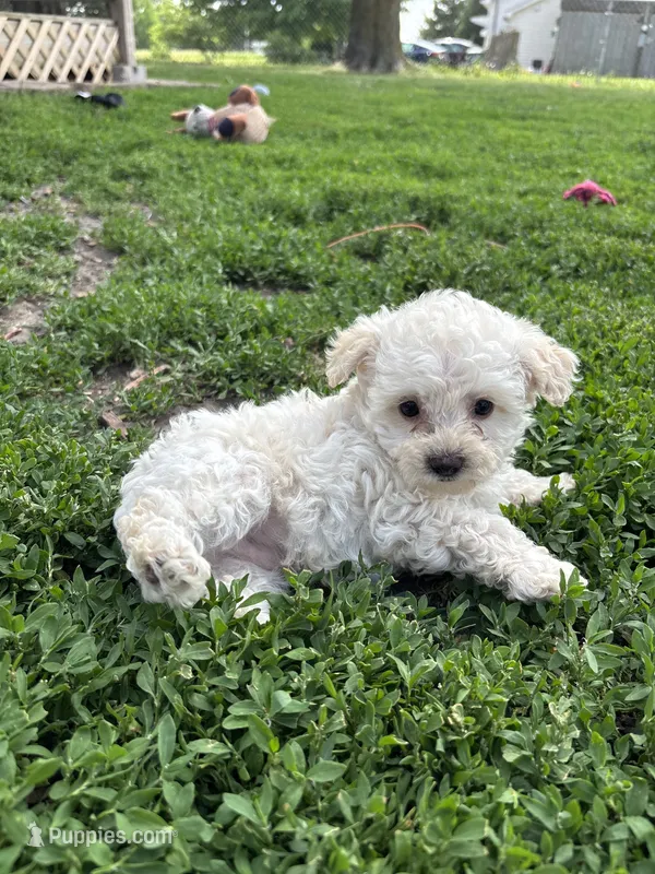 Onyx – Yorkipoo puppy for sale in Taylor Ridge, IL