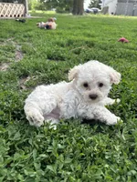 Onyx, a male Yorkipoo for sale in Taylor Ridge, IL – 1 of 6
