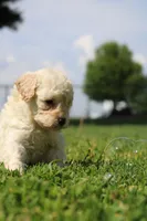 Rusty , a male Yorkipoo for sale in Taylor Ridge, IL – 4 of 5