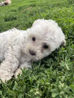 Onyx, a male Yorkipoo for sale in Taylor Ridge, IL – 2 of 6