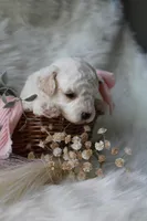 Sable, a female Bichpoo for sale in Taylor Ridge, IL – 1 of 7
