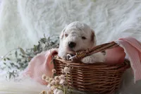 Sable, a female Bichpoo for sale in Taylor Ridge, IL – 2 of 7