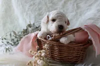 Sable, a female Bichpoo for sale in Taylor Ridge, IL – 6 of 7