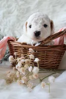 Sable, a female Bichpoo for sale in Taylor Ridge, IL – 3 of 7