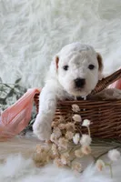 Sable, a female Bichpoo for sale in Taylor Ridge, IL – 4 of 7