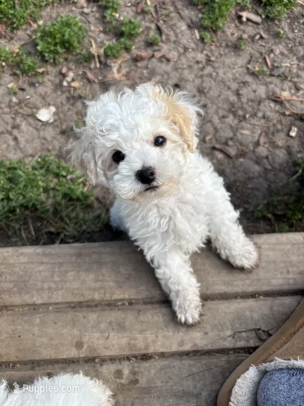 Forest  – Bichpoo puppy for sale in Taylor Ridge, IL