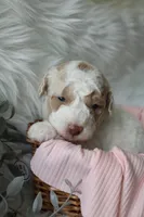 Willow, a female Bichpoo for sale in Taylor Ridge, IL – 3 of 4