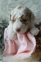 Willow, a female Bichpoo for sale in Taylor Ridge, IL – 4 of 4