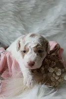 Willow, a female Bichpoo for sale in Taylor Ridge, IL – 2 of 4
