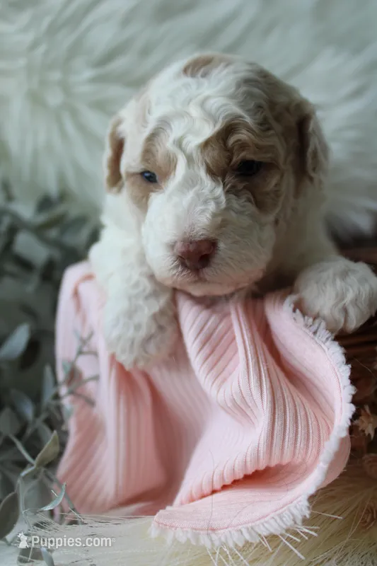Willow – Bichpoo puppy for sale in Taylor Ridge, IL