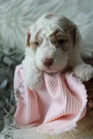 Willow, a female Bichpoo for sale in Taylor Ridge, IL – 1 of 4