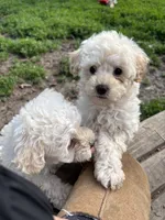 Rusty , a male Yorkipoo for sale in Taylor Ridge, IL – 2 of 5