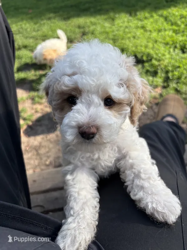 Sage – Bichpoo puppy for sale in Taylor Ridge, IL