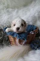 Forest , a male Bichpoo for sale in Taylor Ridge, IL – Photo 3 of 7