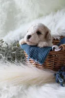 Forest , a male Bichpoo for sale in Taylor Ridge, IL – Photo 7 of 7