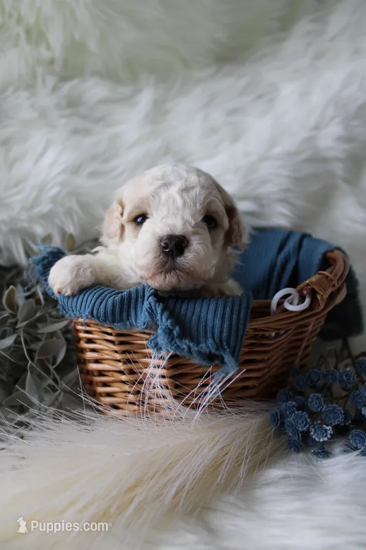 Forest  – Bichpoo puppy for sale in Taylor Ridge, IL