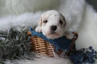 Forest , a male Bichpoo for sale in Taylor Ridge, IL – Photo 2 of 7