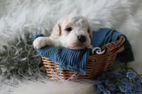 Forest , a male Bichpoo for sale in Taylor Ridge, IL – Photo 5 of 7