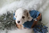 Forest , a male Bichpoo for sale in Taylor Ridge, IL – Photo 4 of 7