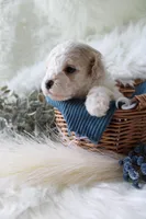 Forest , a male Bichpoo for sale in Taylor Ridge, IL – Photo 6 of 7