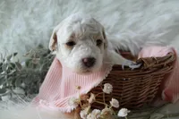 Birdie, a female Bichpoo for sale in Taylor Ridge, IL – 2 of 8