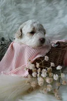 Birdie, a female Bichpoo for sale in Taylor Ridge, IL – 4 of 8