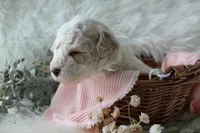 Birdie, a female Bichpoo for sale in Taylor Ridge, IL – 7 of 8