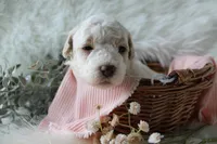 Birdie, a female Bichpoo for sale in Taylor Ridge, IL – 8 of 8
