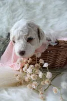 Birdie, a female Bichpoo for sale in Taylor Ridge, IL – 5 of 8