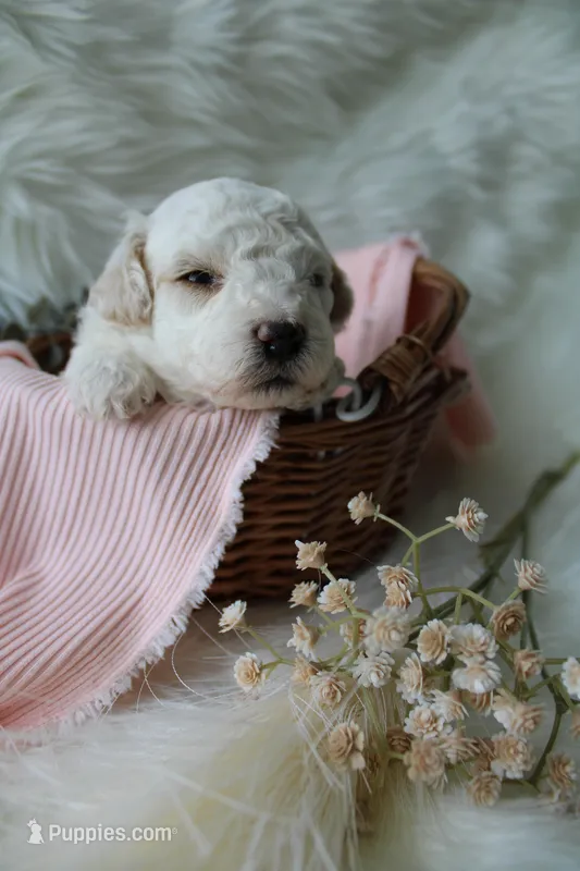 Birdie – Bichpoo puppy for sale in Taylor Ridge, IL