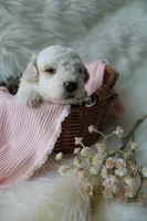 Birdie, a female Bichpoo for sale in Taylor Ridge, IL – 1 of 8