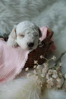 Birdie, a female Bichpoo for sale in Taylor Ridge, IL – 3 of 8