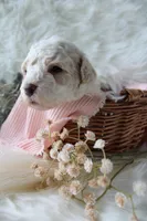 Birdie, a female Bichpoo for sale in Taylor Ridge, IL – 6 of 8