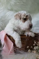Sage, a female Bichpoo for sale in Taylor Ridge, IL – 3 of 3