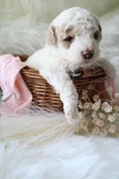 Sage, a female Bichpoo for sale in Taylor Ridge, IL – 2 of 3