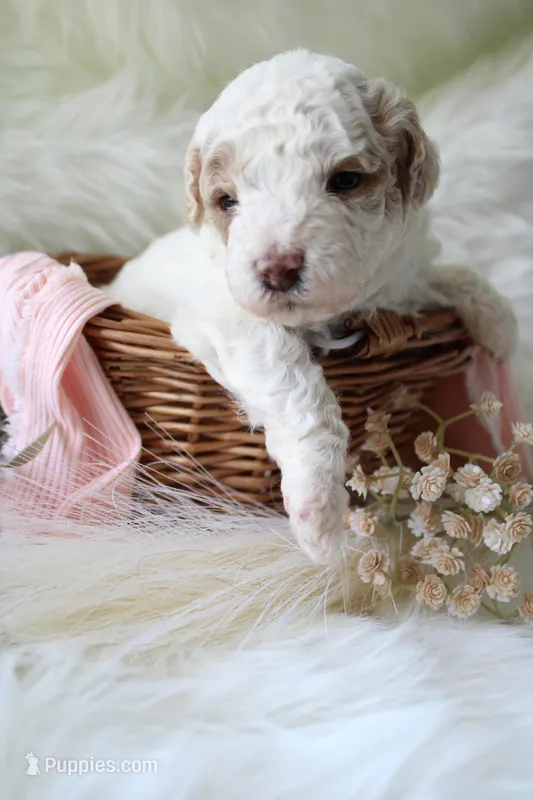 Sage – Bichpoo puppy for sale in Taylor Ridge, IL