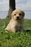 Bruno, a male Yorkipoo for sale in Taylor Ridge, IL – 6 of 6