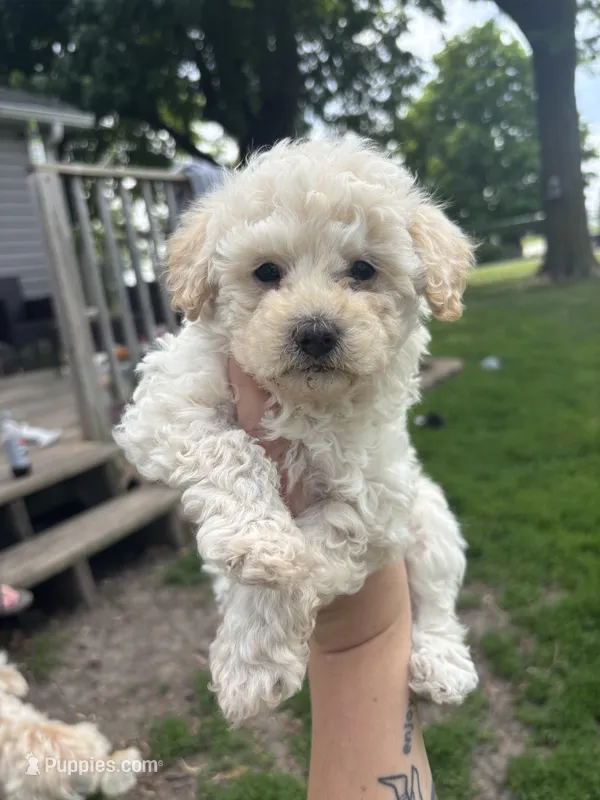 Rusty  – Yorkipoo puppy for sale in Taylor Ridge, IL
