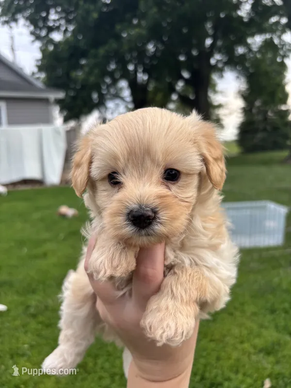 Bruno – Yorkipoo puppy for sale in Taylor Ridge, IL